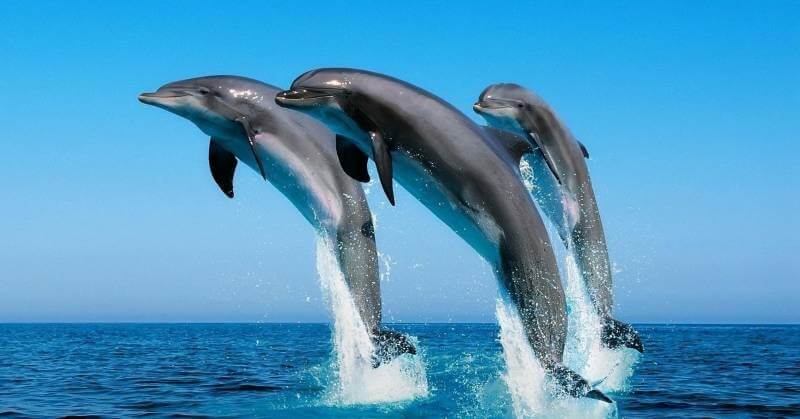 Dolphin spotting in Goa 3